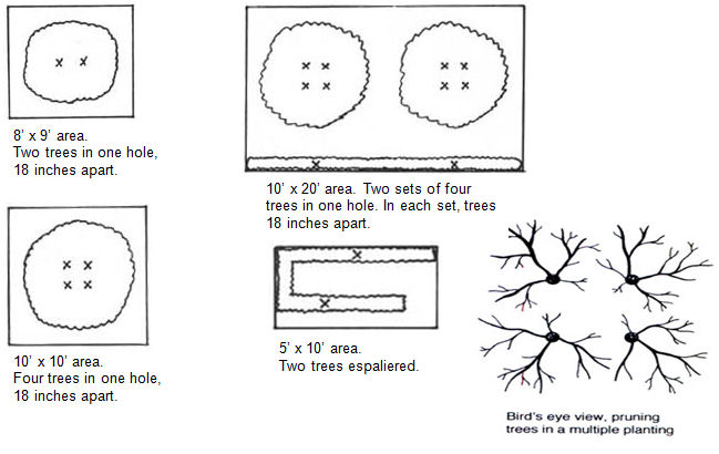 fruit trees