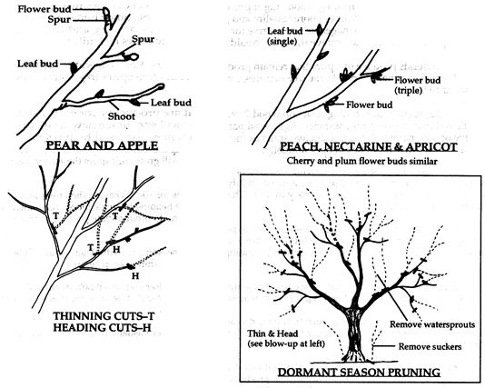 fruit tree pruning