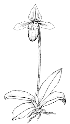 paphiopedilum