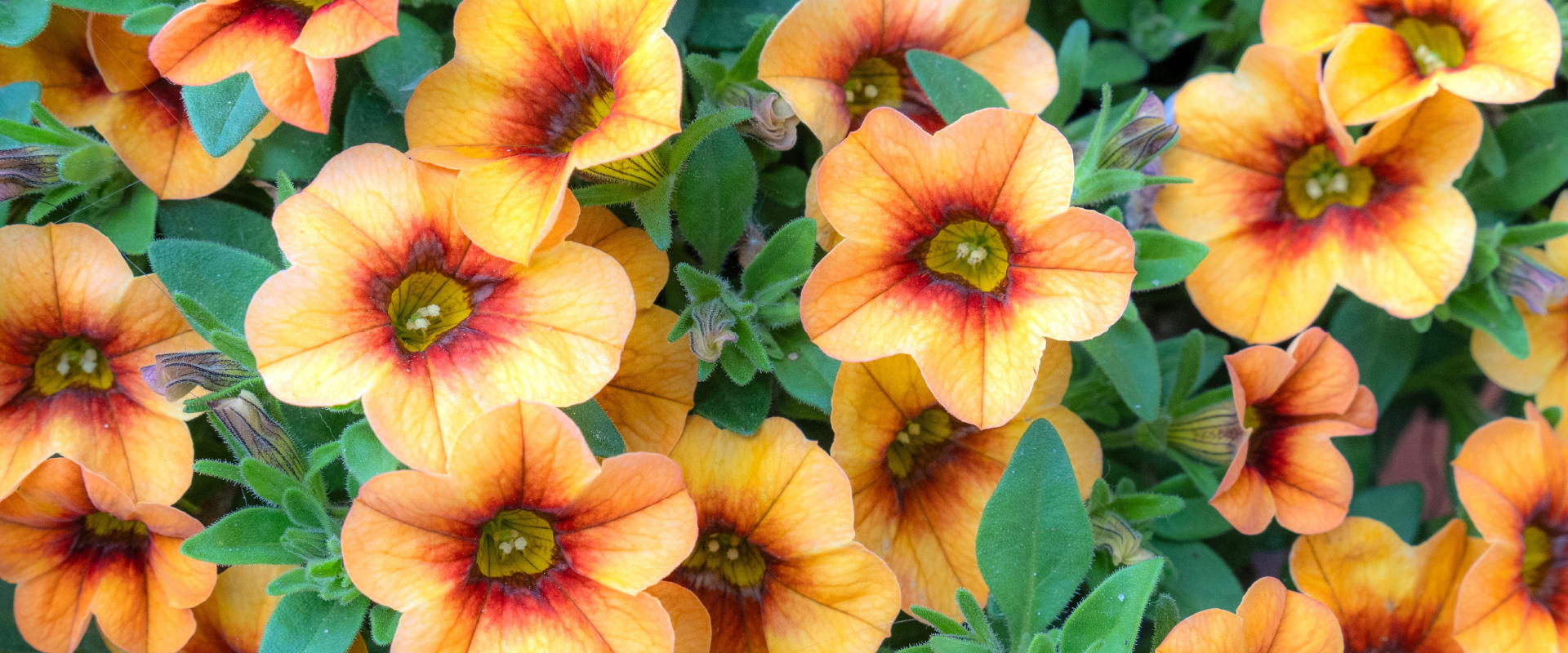 yellow and orange million bells flowers with green leaves