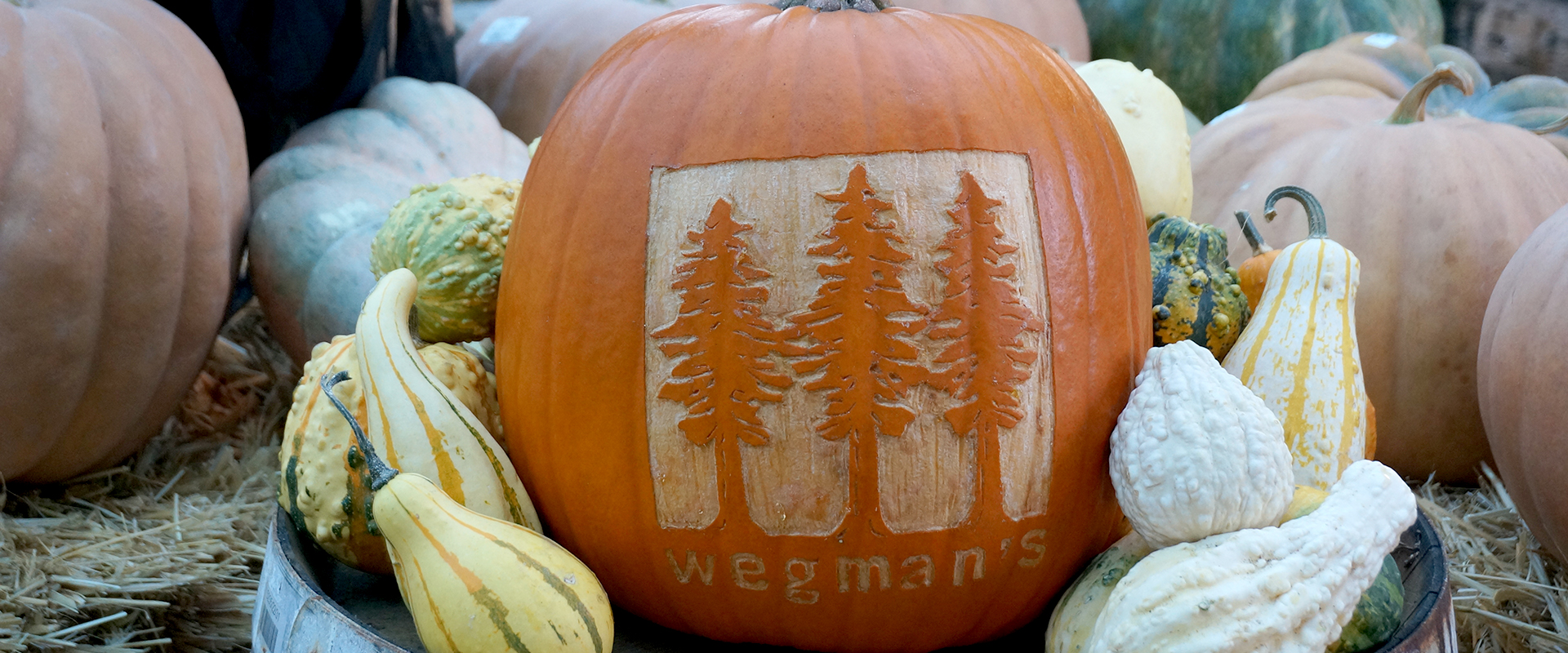 orange pumpkin with wegman's logo carved on it, surrounded by yellow and white squash and orange pumpkins.